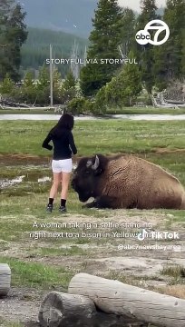 Despite warnings, woman approaches bison for selfie in Yellowstone