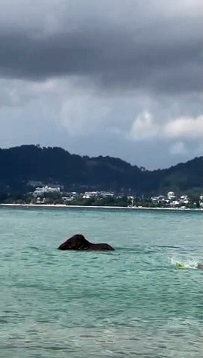 Elephant Escapes From Its Keeper