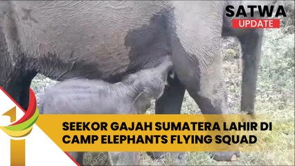 Seekor Gajah Sumatera Lahir Di Camp Elephants Flying Squad