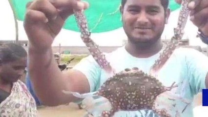 కాకినాడ: జిల్లాలో మత్స్యకారులకు లభించిన అరుదైన పీతలు