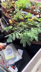 "¿El real aire acondicionado?": Taxista sorprende con 'jardín' dentro de su auto