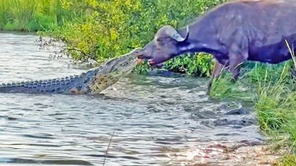 Buffalo Drags Huge Croc Out of the Water by Its Nose