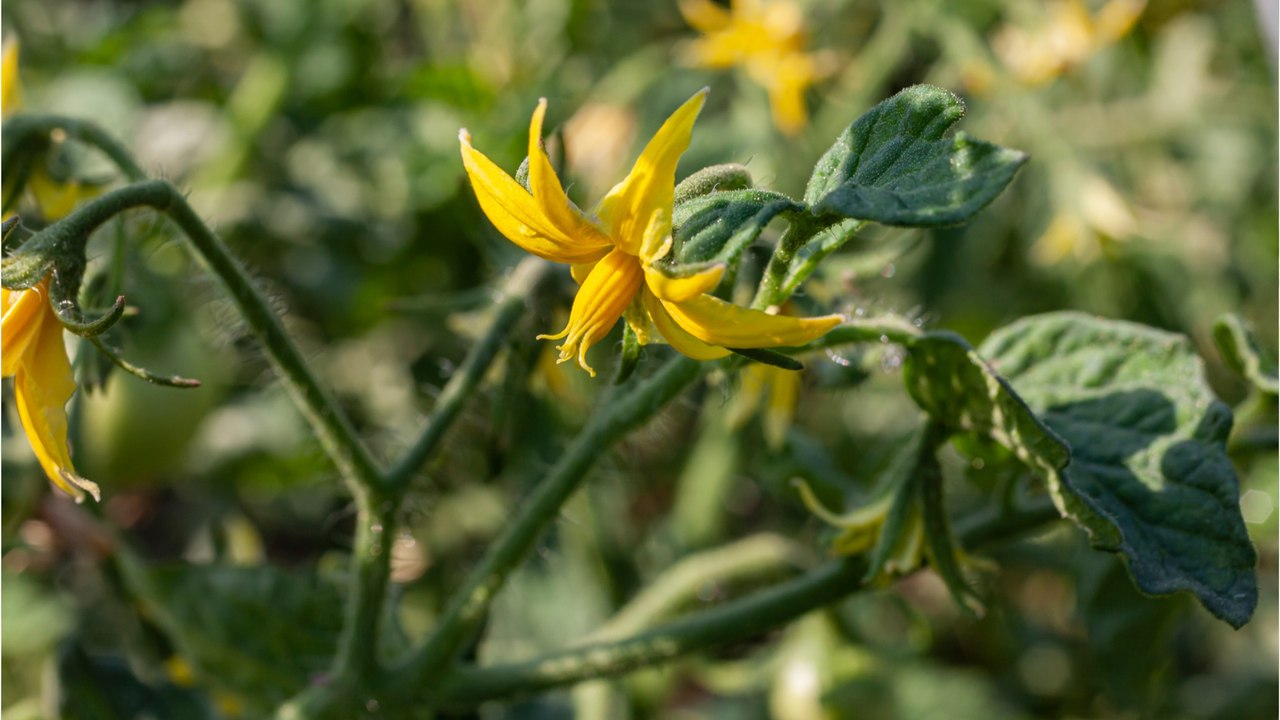 Darum sollten Sie späte Tomatenblüten entfernen