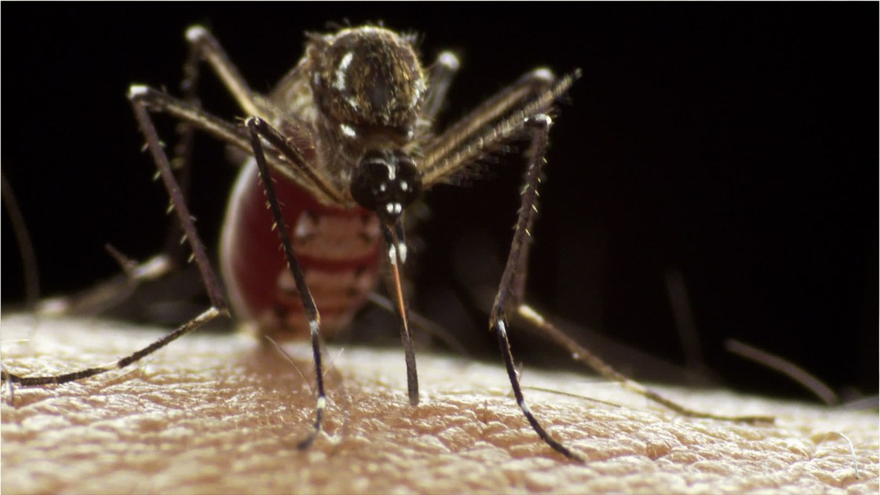 Was reisende über das dengue-fieber wissen sollten