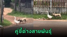 เพื่อนซี้ต่างสายพันธุ์ หมากับห่าน ตามติดแจเหมือนคู่รัก