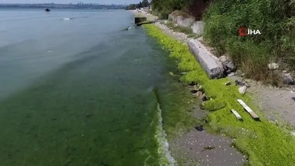 İstanbul'da Kirlilik Nedeniyle Kapatılan Plajda Deniz Yeşile Büründü