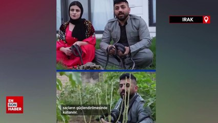 Irak'ta evinde beslediği yılanların yağından geçimini sağlıyor