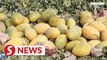 Xinjiang’s hami melon farmers enjoy bumper harvest