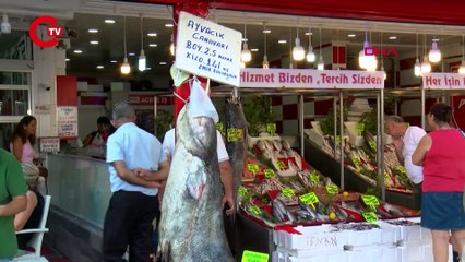 2,5 METRE 141 KİLOLUK BALIK TEZGAHTA