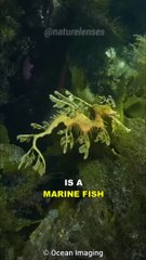 Leafy Sea Dragon _ The Mythical Sea Creature
