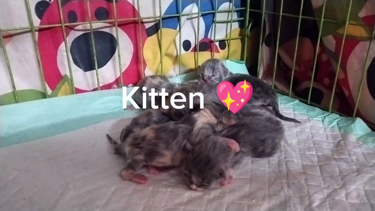 Kucing kimmi Baru Melahirkan