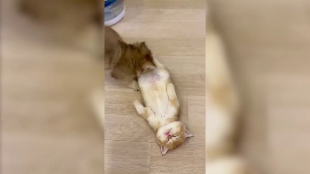 Cute kitten play, sleeping and having sweet dreams. cute cat funny video #cat#cute