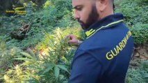 Tre coltivazioni di marijuana scoperte tra i boschi a Lamezia Terme