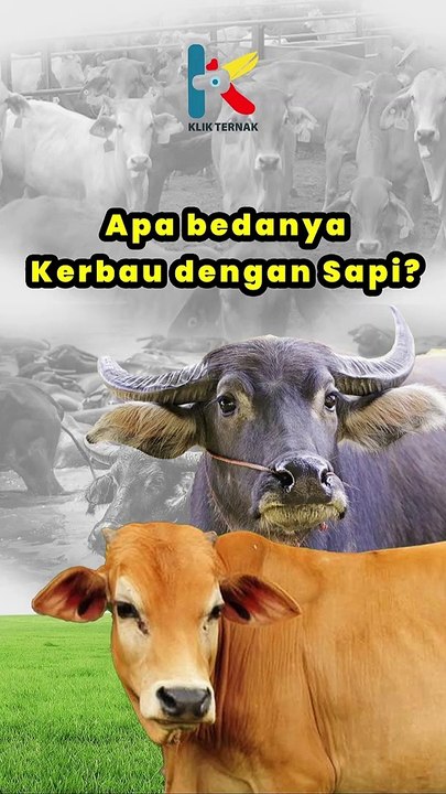 Perbedaan Kerbau dan Sapi