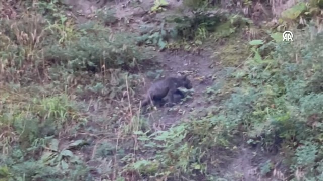 Yedigöller'de ayı cep telefonuyla görüntülendi