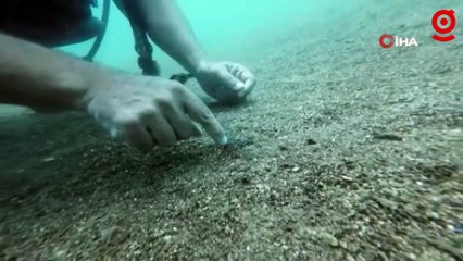 Denize atılan kahve ambalajını yuva yapan ahtapot görenleri şaşkına çevirdi