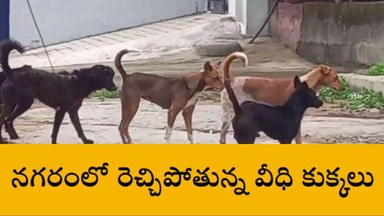 వరంగల్: నగరంలోని పలు ప్రాంతాల్లో వీధి కుక్కల వీరంగం