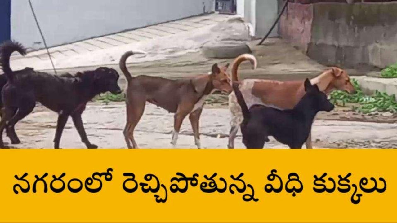వరంగల్: నగరంలోని పలు ప్రాంతాల్లో వీధి కుక్కల వీరంగం