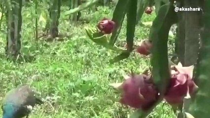 అల్లూరి జిల్లా: గుడ్ న్యూస్.. డ్రాగన్ ఫ్రూట్ సాగు విజయవంతం