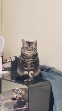 Crush của tôi #animals #cat #funny #cute #pet #animal #cutecat #catlover #dog #kitten (1)