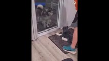 funny cats and dog compilation _cats and dogs funny fails _cats and dogs funniest videos #13
