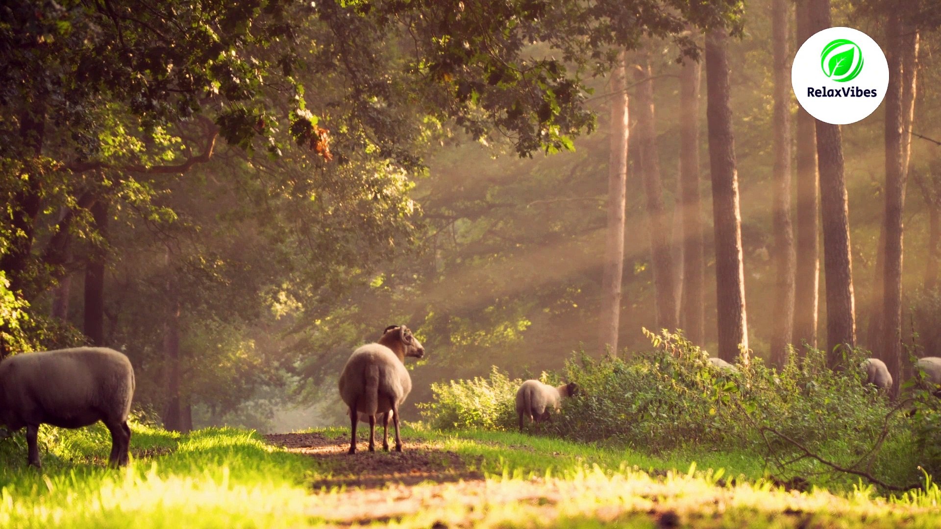 ⁣Nature's Symphony: Relaxing Nature Sounds and Birdsong