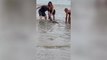 Tourists rescue injured dolphin stranded on beach