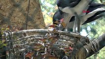 Bursa Hayvanat Bahçesi'nde Saman Boyunlu Ibis Kuşları Yavru Dünyaya Getirdi