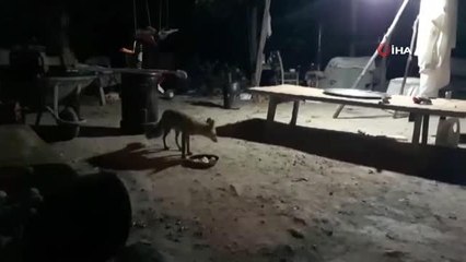 Bahçesine gelen tilkiyi elleriyle besliyor