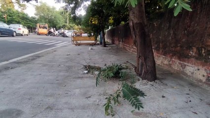 सड़क किनारे मिट्टी हो रही गायब, पेड़ों का भी निकाल रहे दम