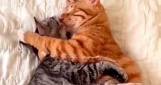 Schattige video: je zult waarschijnlijk geen verliefder kattenkoppel vinden dan dit