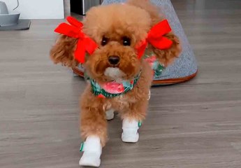 웃긴 비디오: 산책 간다는 것을 알게 되자, 강아지가 멋진 옷차림으로 빛나다