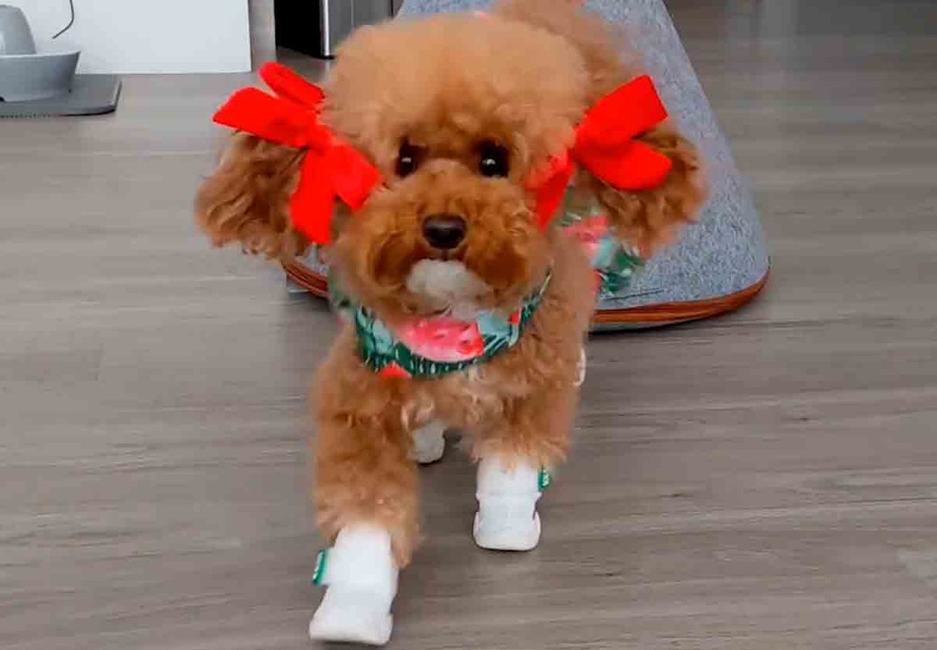 Hilarische video: wanneer ze hoort dat ze gaat wandelen, steelt het hondje de show met haar outfit.