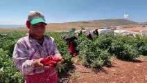 Kahramanmaraşlı çiftçi jalapeno biberiyle 40 ülkeye ihracat yapıyor