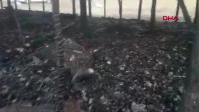 Bingöl'de ahırda çıkan yangında 22 küçükbaş öldü