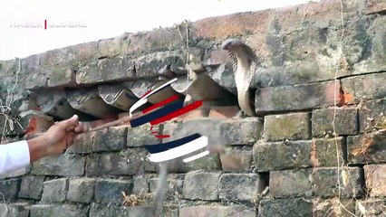 Duvarın içinden çıkan yılanlar asabileşti, biri diğerini ısırdı!