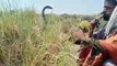 Jogi Catching Cobra Snake with his Flute, watch how to catch a wild snake