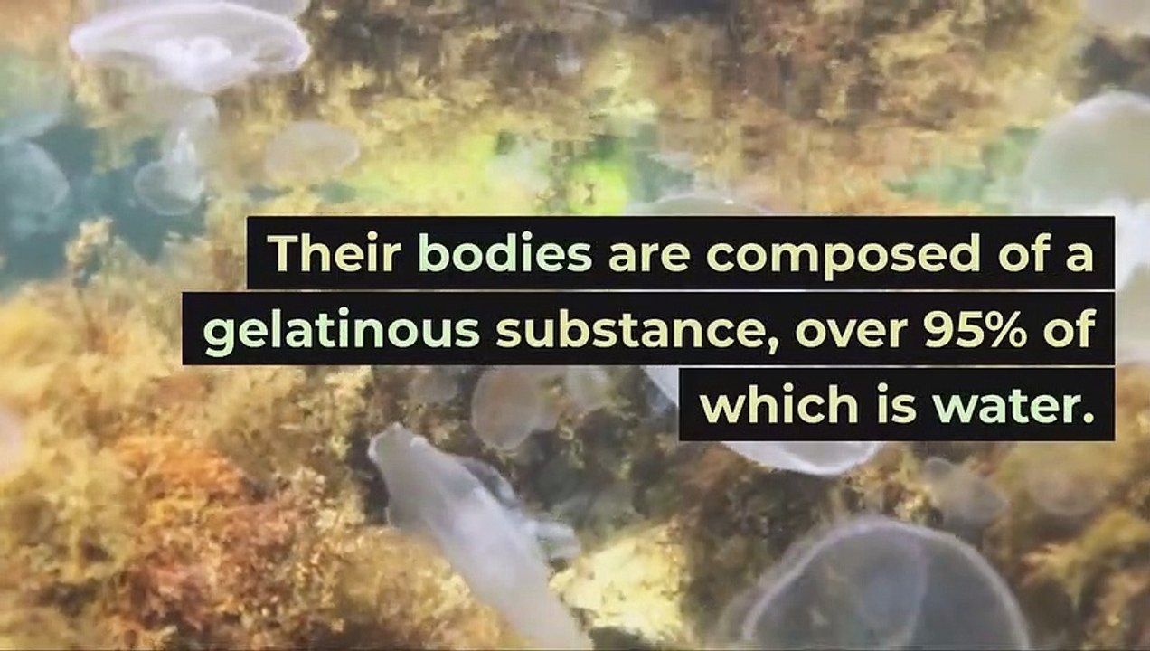 Jellyfish Facts