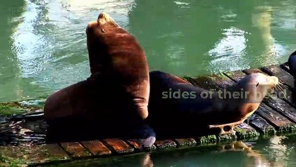 Sealions facts