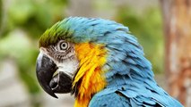 Macaws in Stunning 4K