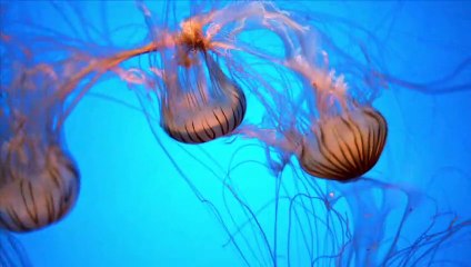 Stunning 4K Jellyfish Display 🐙