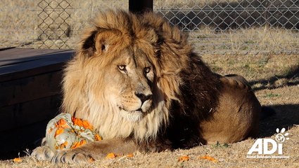 ‘World’s loneliest lion’ returns to natural habitat after being abandoned in zoo for years