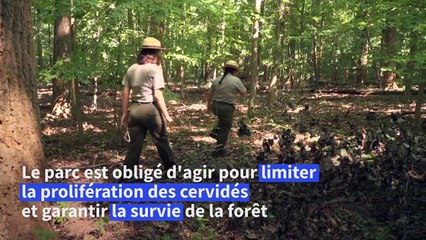 Dans la capitale américaine, "Bambi" n'est plus le bienvenu