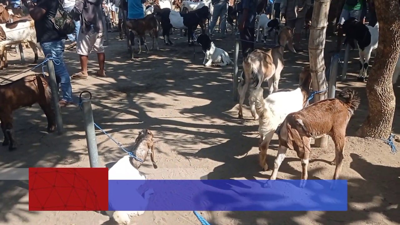 Ternak Kambing Jawa Randu Kedepannya Bisa Menguntungkan