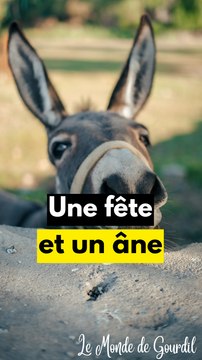 Une fête bof pour les ânes