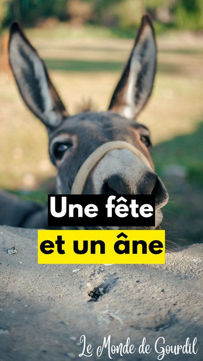 Une fête bof pour les ânes