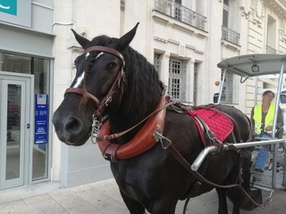 Ramassage en centre-ville du Mans grâce à Doupette,  une jument percheronne