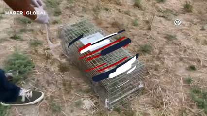 Yaralı bulunduktan sonra tedavisi tamamlanan tilki doğaya salındı