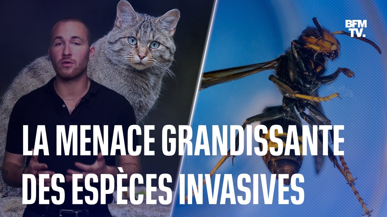 Les espèces invasives représentent une grande menace pour la biodiversité mondiale selon une nouvelle étude