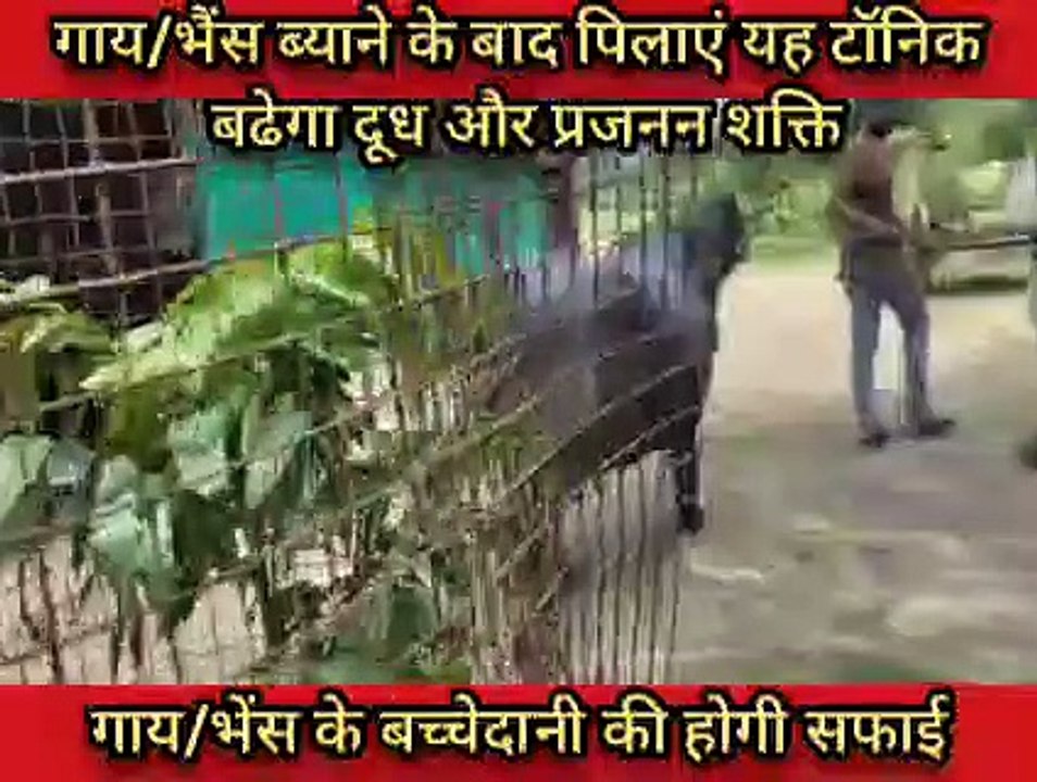 गायभैंस ब्याने के बाद पिलाएं यह टॉनिक बढेगा दूध और प्रजनन शक्ति